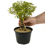 Exposed Roots Serissa Pre Bonsai D322