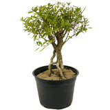 Exposed Roots Serissa Pre Bonsai D322