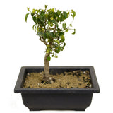 Ficus Too Little Bonsai D324