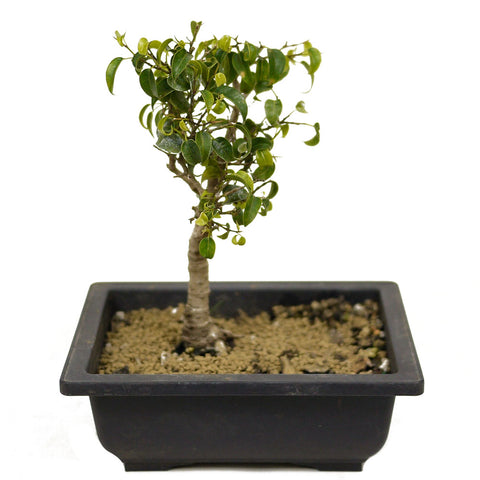 Ficus Too Little Bonsai D324