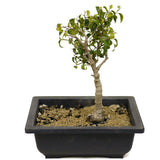 Ficus Too Little Bonsai D324