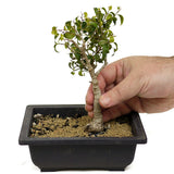 Ficus Too Little Bonsai D324