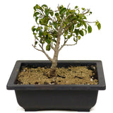 Ficus Too Little Bonsai D325
