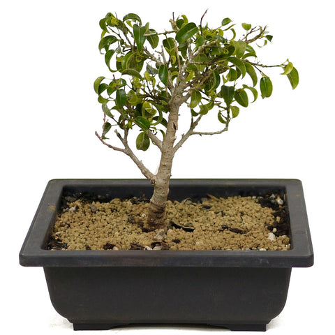 Ficus Too Little Bonsai D325
