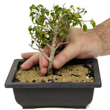Ficus Too Little Bonsai D325
