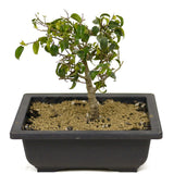 Ficus Too Little Bonsai D325