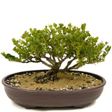 Dwarf Natal Plum D326