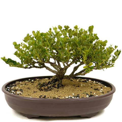 Dwarf Natal Plum D326