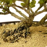 Dwarf Natal Plum D326