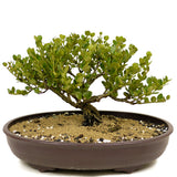 Dwarf Natal Plum D326