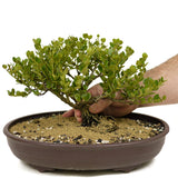 Dwarf Natal Plum D326
