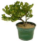 Dwarf Natal Plum D327