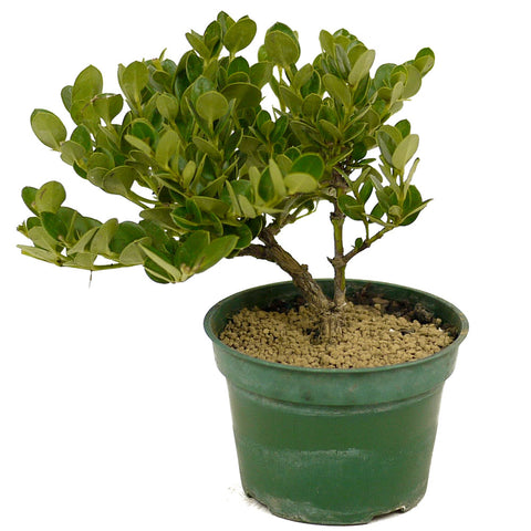 Dwarf Natal Plum D327