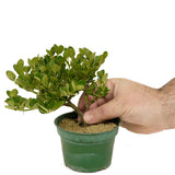 Dwarf Natal Plum D327