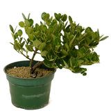 Dwarf Natal Plum D327