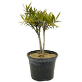 Ficus Neriifolia D328