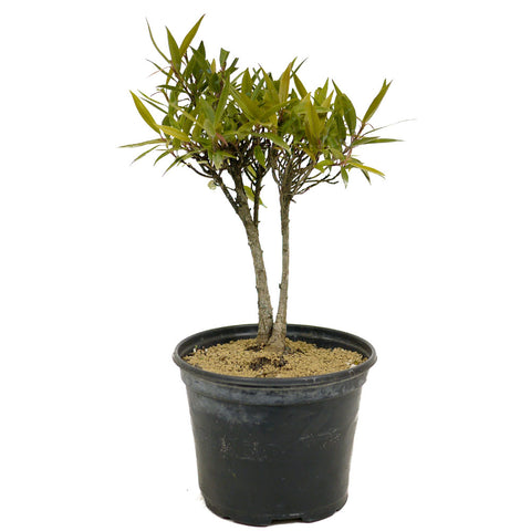 Ficus Neriifolia D328