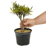 Ficus Neriifolia D328