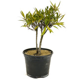 Ficus Neriifolia D328
