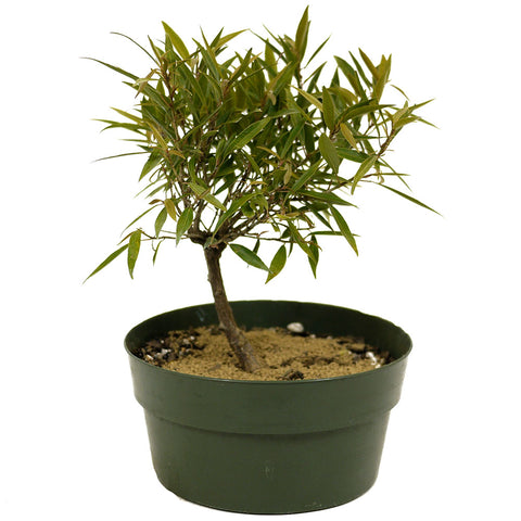 Ficus Neriifolia D329