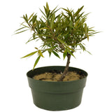 Ficus Neriifolia D329