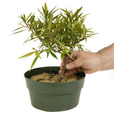 Ficus Neriifolia D329