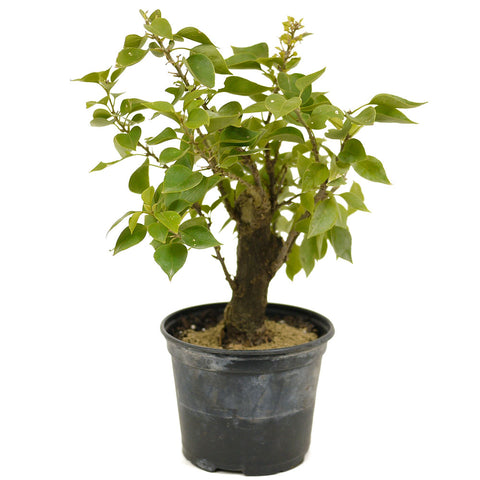 Bougainvillea Pre-Bonsai - D239