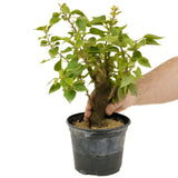 Bougainvillea Pre-Bonsai - D239