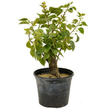 Bougainvillea Pre-Bonsai - D239