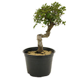 Chinese Elm D331