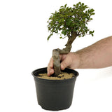 Chinese Elm D331