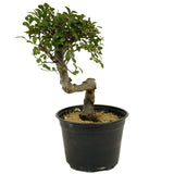 Chinese Elm D331