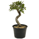Chinese Elm D332