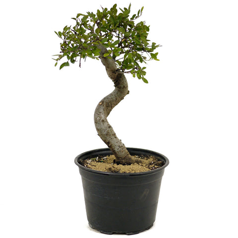 Chinese Elm D332