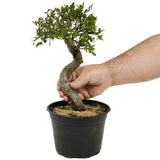 Chinese Elm D332