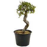 Chinese Elm D332