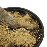 Chinese Elm D332