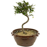Chinese Elm D333