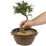 Chinese Elm D333