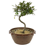 Chinese Elm D333