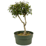 Ficus Too Little Bonsai D334