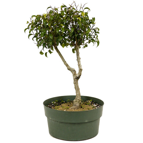 Ficus Too Little Bonsai D334