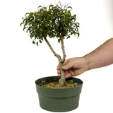 Ficus Too Little Bonsai D334
