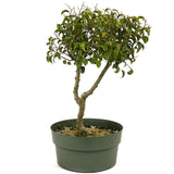 Ficus Too Little Bonsai D334