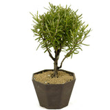 Rosemary Shohin Bonsai D335
