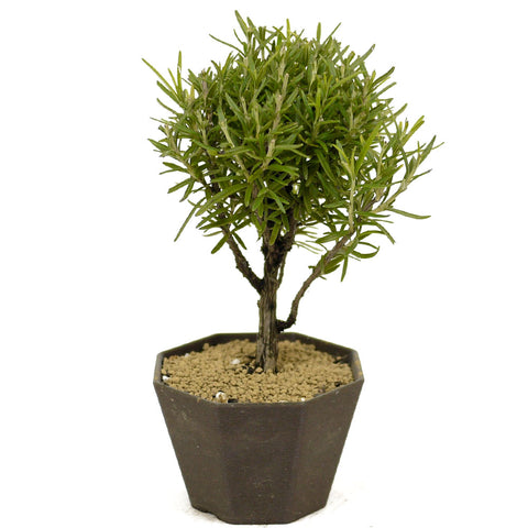 Rosemary Shohin Bonsai D335