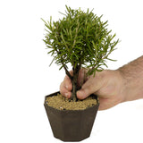 Rosemary Shohin Bonsai D335