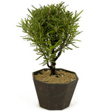 Rosemary Shohin Bonsai D335