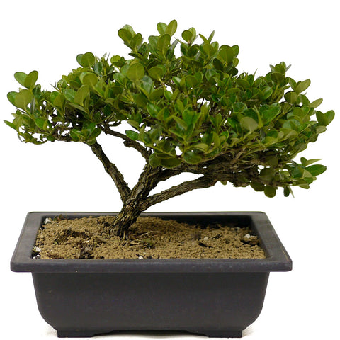 Dwarf Natal Plum D336