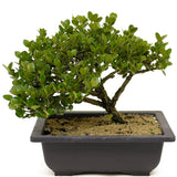 Dwarf Natal Plum D336